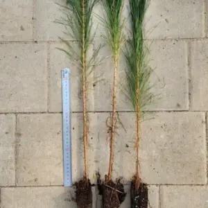 금강송묘목 실생4년 포트묘 약60센치 7그루 ga262