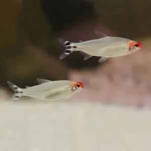 열대어 러미노즈 테트라 30마리