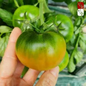 대저토마토 짭짤이 토마토 2.5kg / 고당도 특품 가정용 못난이 짭짤이 정품