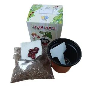 국산 강낭콩 키우기 기르기 식물 관찰 (개별 상자 포장) 과학 실험 키트 교구 도구 만들기