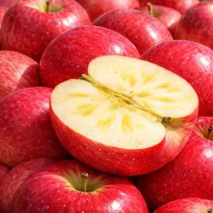 [도매행사] 경북 청송 고랭지 고당도 가정용 사과 1박스, 10kg