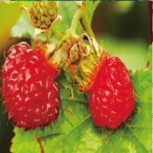 왕산딸기묘목 삽목 2년생 5그루 ca263