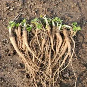 잎당귀 일당귀모종 2년차 종근 20개 ta263