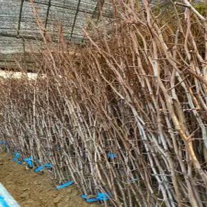 (경기농원)대추나무묘목 접목 1년생 왕대추 사과대추 복조