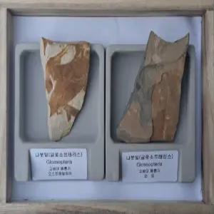 [더원사이언스] 대륙이동설을 증명하는 화석 표본 글로소프테리스 2종 고급형 (나무상자입)/고생대 페름기/화석/과학교구
