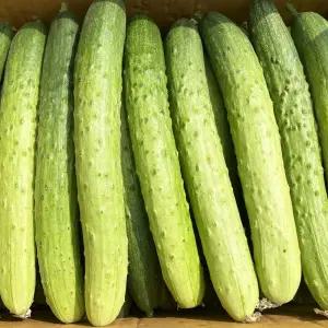 국내산 아삭한 백오이 백다다기 오이 3kg 5kg