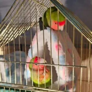 개집 조류쉼터 따뜻한 대형 햄스터은신처