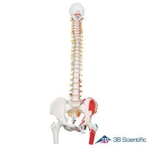 [종로의료기]3B Scientific 인체모형 척추모형 A58/3 근육채색 대퇴골포함