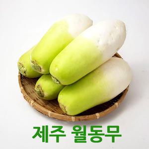 싱싱한 제주월동무5kg 세척무우 싱싱지오