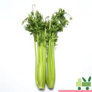 샐러리 (셀러리) (상) 5kg