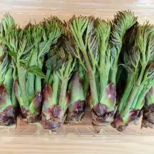 지리산 야생 두릅 / 참두릅 1kg