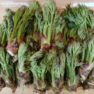 지리산 야생 두릅 / 참두릅 2kg