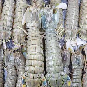 자연산 서해안 갯가재 1kg(15미-20미내외) 당일조업 털치 쏙 생물 국내산 산지발송