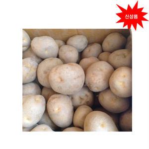 씨감자 (정품) 두백종(4kg) 보급종(강원도)