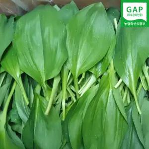 강원도 홍천 명이나물 1kg 산마늘 잎명이 울릉도종 명이 발송중