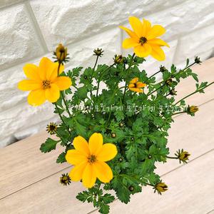 [장미농원]비덴스 바이덴스