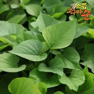 으뜸농장 고구마모종(4종) 1단(1.2kg) 꿀/호풍미/자색/밤