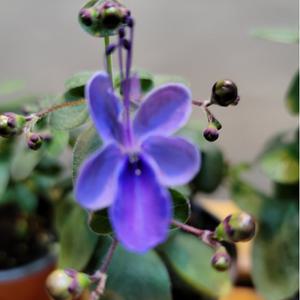 나비수국(베란다월동가능)꽃이 나비처럼 피고지고해요 (농장직영