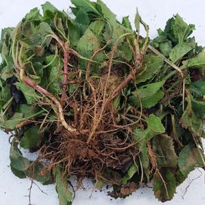 울릉도종 부지깽이 부지갱이 쑥부쟁이 취나물 2년생 종근(모종) 30개 - 으뜸산채 산야초 야생화