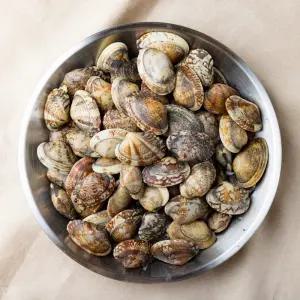 남해안 해감  바지락 1kg 당일채취