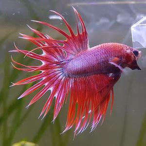 [신세계수족관] 크라운베타 수컷 (색상미요구시 랜덤발송)