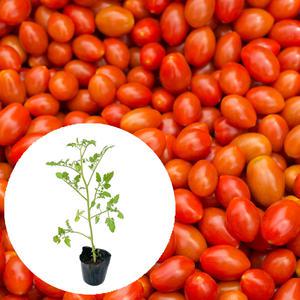 [장미농원] 대추방울토마토(빨강) 모종