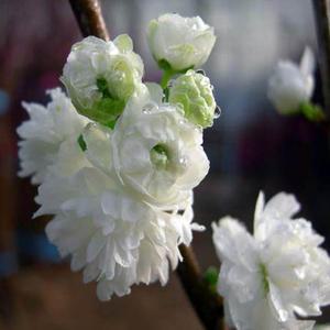 옥매화나무 묘목(백매화/흰꽃) 접목1년 뿌리1개