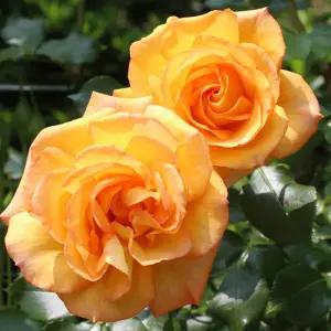 사계넝쿨장미나무 묘목(사하라) 개화주 포트1개