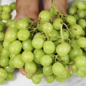 고당도 애플포도 청포도 2kg