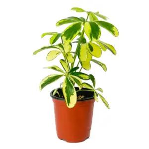 무늬홍콩야자 무늬홍콩야자화분 공기정화식물