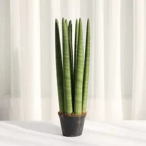 갑조네 스투키 방사형(대)