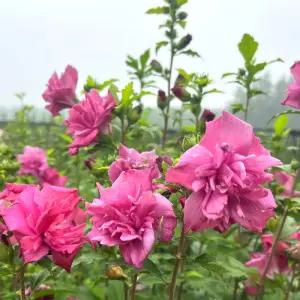 장미무궁화 삽목2년 묘목 겹꽃 무궁화나무 분홍빛 여름꽃 정원조경 나무 (목하원예조경)