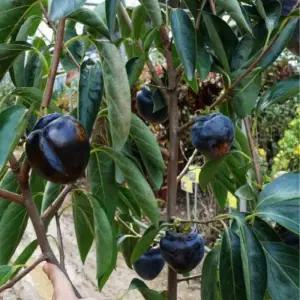 흑감나무 R3점 전후 결실주 대봉 흑감 감나무 묘목 정원유실수 (목하원예조경)