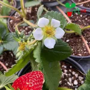 금실 딸기 모종