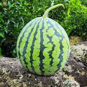 세모농 당도선별 수박 꿀수박 4kg 5kg