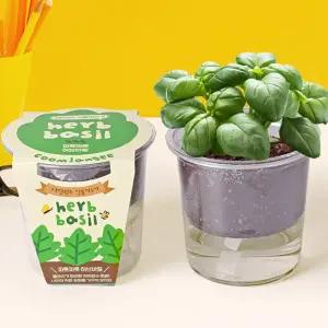 저면관수 식물키우기 - 파릇파릇 허브바질/원예세트