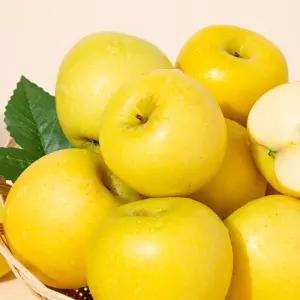 [더조은푸드] 황금사과 시나노골드 가정용 2kg(14과~16과)