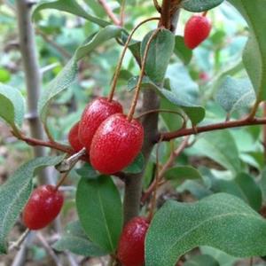 왕보리수나무 묘목 2년생