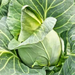 달큰아삭 제주 햇 고깔양배추 원뿔 양배추 5kg 8kg