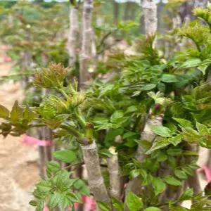 직접키운 두릅나무 가시없는 엄나무 약용수 묘목