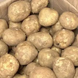 국내산 감자 10kg 포슬포슬 쫀득이 수미 두백 감자