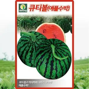 다농 큐티볼 씨앗 5립 애플수박씨 종자