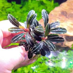 부세파란드라 고스트 큰벌브 음성수초 활착 어항 수족관