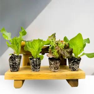 상추모종 6개 티움 육묘장 텃밭 쌈 채소 모종(대량주문가능)