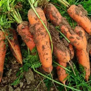 신선한 국내산 흙 당근 3kg내외 (상)