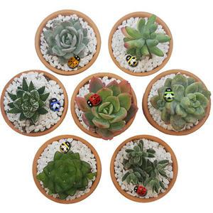 [매직북스] 아주 쉬운 다육 식물키우기