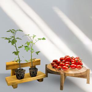 접목 대추방울토마토모종 / 대량구매 가능 / 접목모종 보유