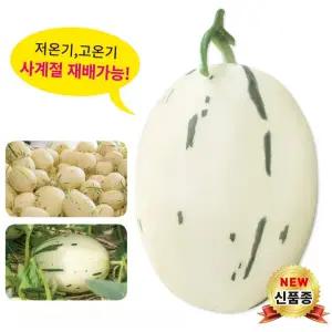 아시아종묘 메론 실버스타 10립 멜론종자 멜론씨앗