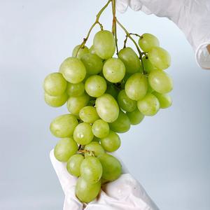 애플 청포도 오톰크리스피 스윗글로브 1kg / 2kg