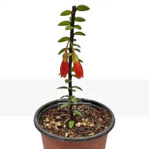 히말라야등불 아가페테스 세르펜스 진달래과 반덩굴성관목 야생화 식물키우기